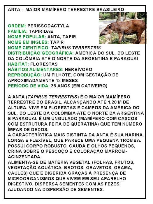 Texto informativo sobre animais extinção